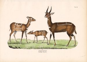 Buschbock mit Jungtier von Conrad Kull