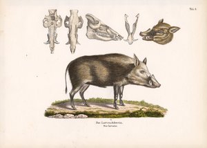 Buschschwein mit Schädelansichten von Conrad Kull
