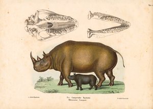 Campers Nashorn mit Kalb und Schädelrepräsentationen