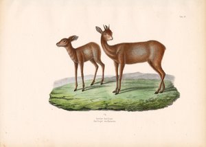 Kap-Grysbok