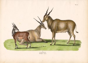 Gewöhnlicher Elenantilope