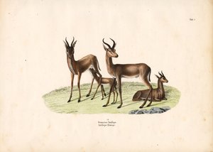 Gewöhnliche Gazelle in Familiengruppe