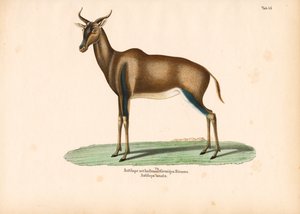 Halbmondhorn-Antilope oder Topi