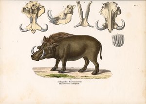 Äthiopisches Warzenschwein mit Schädelanatomie