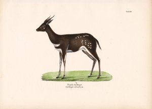 Waldantilope