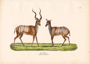 Großer Kudu in männlicher und weiblicher Form von Conrad Kull