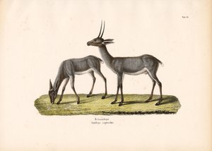 Grauer Riedbock von Conrad Kull