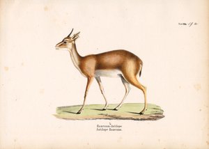 Hazenna-Antilope im Profil