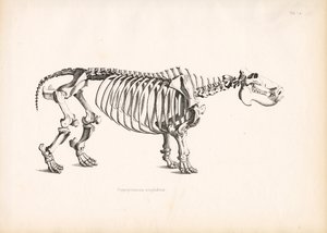 Flusspferd-Skelettanatomie