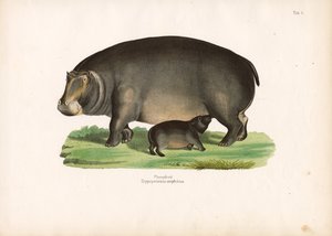 Nilpferd mit Kalb