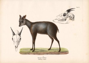 Impala mit Schädelrepräsentationen