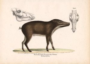 Japanisches Wildschwein mit Schädelansichten