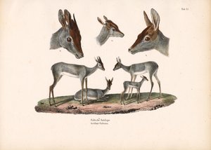 Klipspringer mit Porträtstudien von Conrad Kull