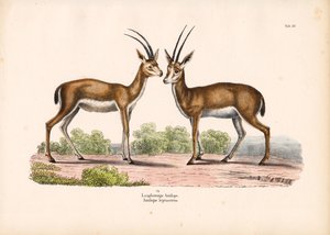 Langhornantilope in Savannenlandschaft von Conrad Kull