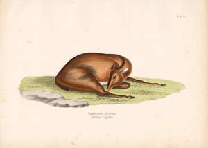 Ogilbys Duiker in Ruheposition von Conrad Kull