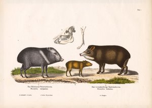Pekaris mit Jungtieren und Schädelanatomie