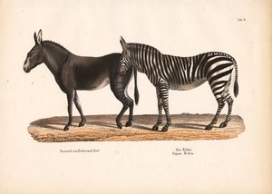 Steppenzebra und Zebra-Esel-Hybrid
