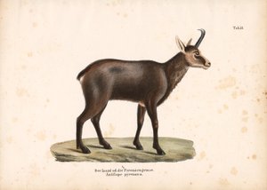 Pyrenäen-Gämse oder Isard