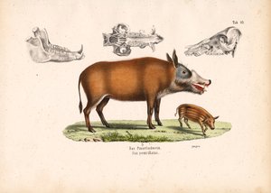 Rotflussschwein mit Jungtier und Schädelansichten