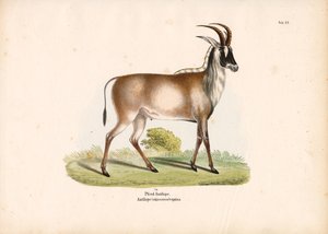 Rappenantilope