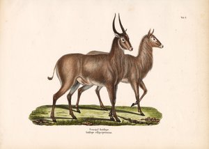 Senegal-Antilope von Conrad Kull