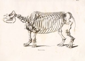 Skelett des Indischen Nashorns von Conrad Kull