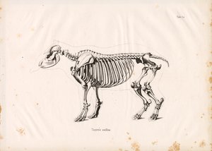 Skelett des Flachlandtapirs