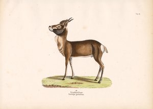 Springbock