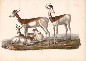 Der Nanguer oder Damagazelle von Conrad Kull