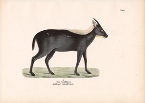 Sumatra-Serau