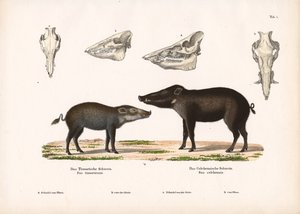 Timor-Schwein und Celebes-Schwein mit Schädelansichten