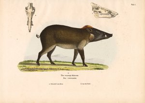 Warzenschwein