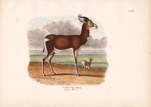 Weißring-Antilope