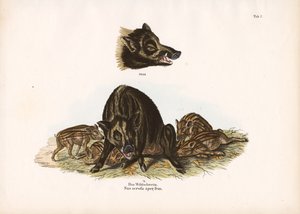 Wildschwein mit Frischlingen