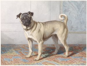 Porträt von Edwin vom Raths Mops