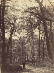 Waldszene, um 1865