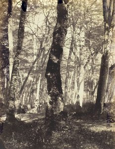 Studie im Barbizon-Wald, 1860-69