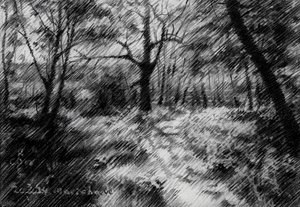 Beschatteter Waldweg