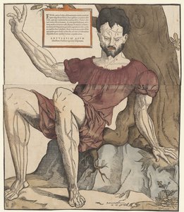 Die Adern des menschlichen Körpers von Cornelis Anthonisz.