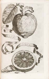 Adams Apfel, Tafel 313 aus "Hesperides sive de Malorum Aureorum Cultura et Usu Libri Quatuor" von Giovanni Battista Ferrari, 1646