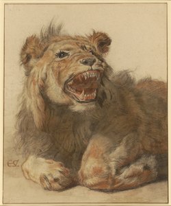 Ein fauchender Löwe, ca. 1625-33 von Cornelis Saftleven