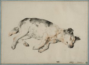 Studie eines schlafenden Hundes von Cornelis Visscher