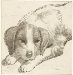 Liegender Hund