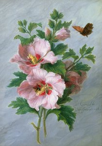 Hibiskus an einer Marmorkante