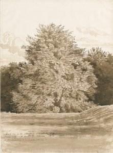 Wrottesley Hall - Der Strauchgarten