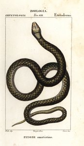 Amethystpython, Simalia amethistina von Corsi Corsi