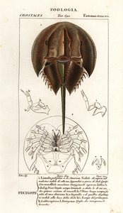 Atlantische Hufeisenkrabbe, Limulus polyphemus