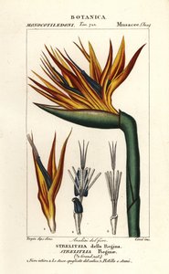 Paradiesvogelblume, Strelitzia reginae von Corsi Corsi
