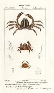 Borstenkrabbe, Pilumnus hirtellus 1, hellblaue Soldatenkrabbe, Mictyris longicarpus 2, Erbsenkrabbe, Pinnotheres pisum 3