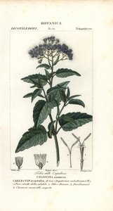 Schmetterlingsnebel, Ageratum corymbosum